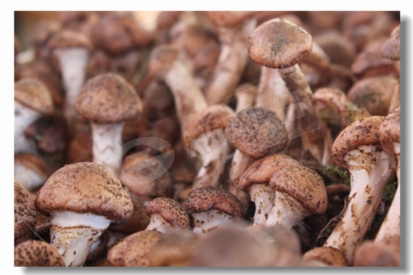 紡(fang)織廠臥(wo)式煤氣燃煤(mei)蒸汽(qi)鍋鑪(lu)