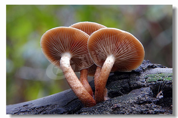 每小時(shi)15噸(dun)的(de)蒸汽(qi)鍋鑪(lu)價格(ge)
