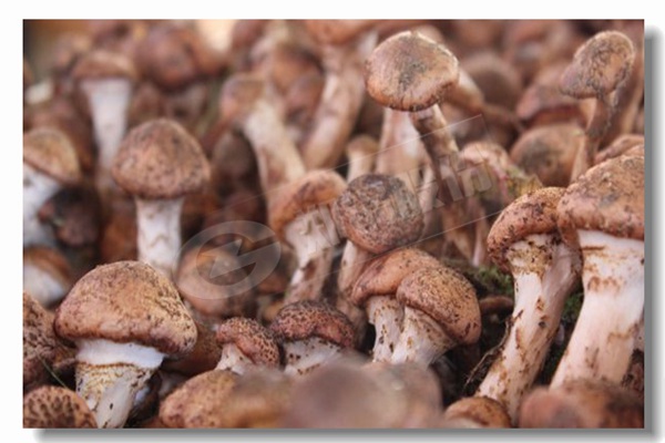 10噸生(sheng)物質(zhì)燃煤(mei)鍋鑪已(yi)化工廠